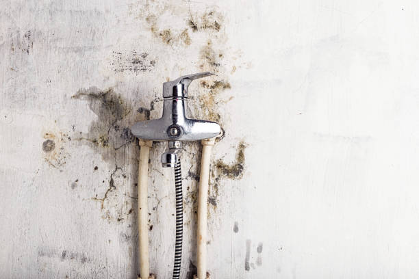 Best Mold Cleaning Services  in Williamstown, PA