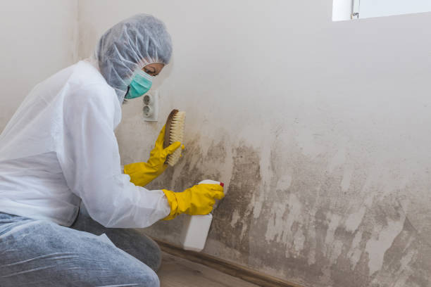 Best Commercial Mold Removal  in Williamstown, PA